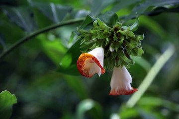 Ingwergewächs (Zingiberacea sp.)