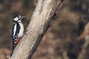 Male great-spotted woodpecker, matte style