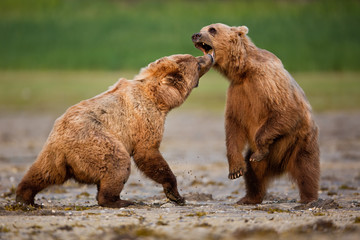 Brown bears fighting with each other on the beach in Alaska
