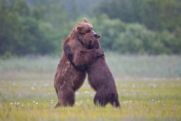 Brown bears giving each other a hug in Alaska