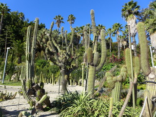 Obraz premium Cacti in the Mossèn Costa i LLobera Gardens, Barcelona