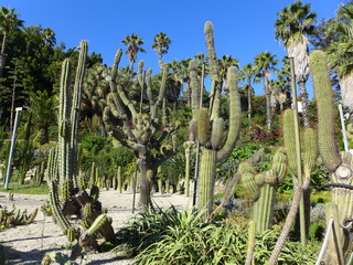 Cacti in the Mossèn Costa i LLobera Gardens, Barcelona