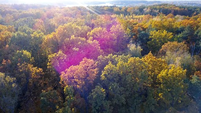 Aerial close-up view of the forest with trees covered with yellow foliage