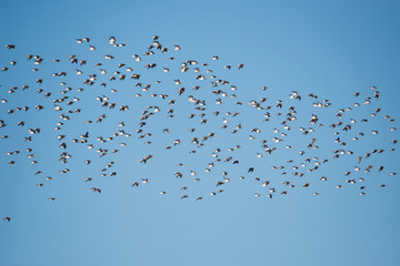 Dunlin, Dunlins, Calidris alpine - Dawlish Warren, England