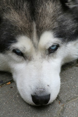 Husky closeup