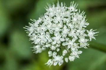 Onion White flower. Allium cepa
