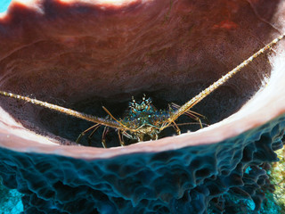 Spiny Lobster