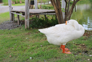 A white duck stand sleeping near pond.