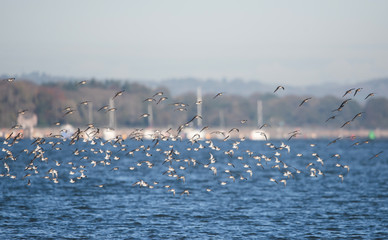 Dunlin, Dunlins, Calidris alpine - Dawlish Warren, England