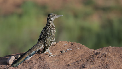 Correcaminos en Cameron, Arizona, USA