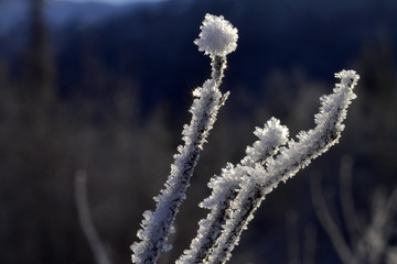Frosty Twig