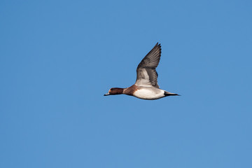Eurasian Wigeon, Wigeon, Duck, Anas Penelope