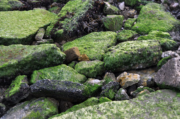 Green Moss Rocks