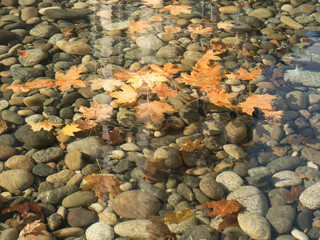 No people fall seasonal backdrop beautiful leaf  pond