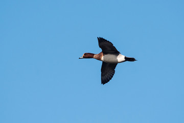 Eurasian Wigeon, Wigeon, Duck, Anas Penelope