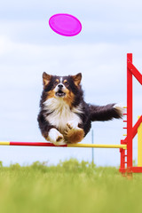 Australian Shepherd jumps over a hurdle