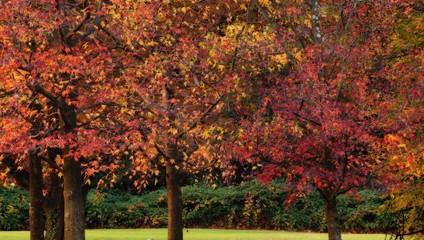 Fototapeta premium Alberi nel parco in diversi colori autunnali, caldi e forti