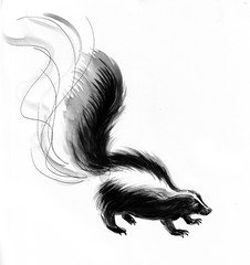 Stinky skunk - obrazy, fototapety, plakaty