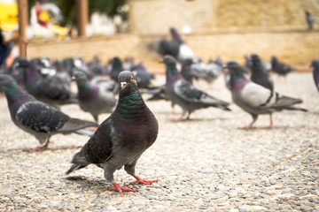 feed-eating Street pigeons