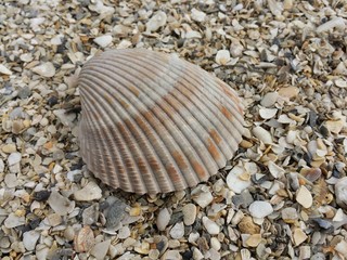 Beautiful brown conch on the beach in Atlantic coast of North Florida