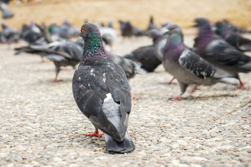 feed-eating Street pigeons