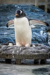 Poster Small cute penguin standing in his stony nest © Pav-Pro Photography 