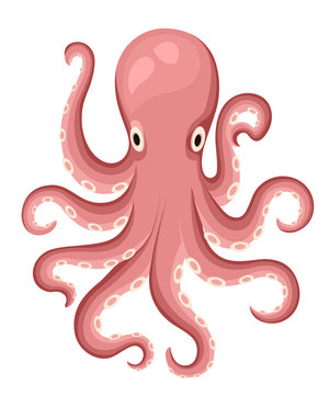 Red octopus cartoon character. Cute octopus flat vector isolated on white background. Aquatic fauna. Octopus icon. Animal illustration for zoo ad, nature concept, children book illustrating.