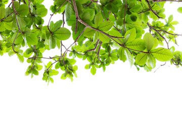 Green leaves frame on white background.