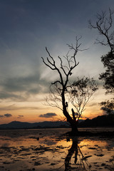 dead tree with dramatic sunset sky and clouds over mountain,tropical sea.