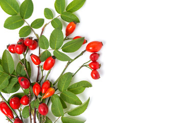Medicinal plants and herbs composition Pile of Dog rose bunch branch Rosa canina on white 