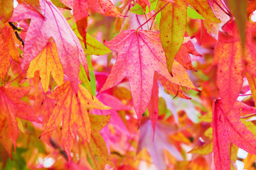 red colored leaves of a maple tree
