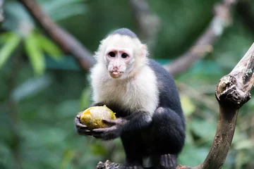 Papier Peint photo Lavable Singe Capicinus monkey in national park Costa Rica