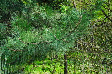 Obraz premium Ponderosa pine branches in the spring (Pinus ponderosa). Close-up