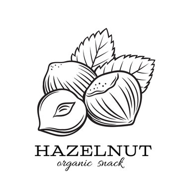 hand drawn hazelnut