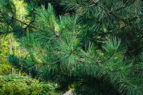 Ponderosa pine branches in the spring (Pinus ponderosa). Close-up