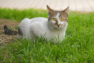 the grass is waiting on the cat.