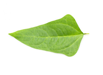 Fototapeta na wymiar Green bean leaves