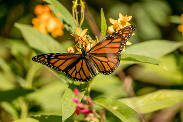Monarch Butterfly on Flower