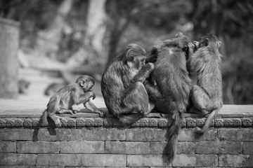 family of monkeys in Asia