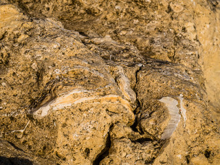 Shell trapped in the layers of sandstone