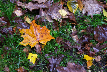 Autumn leaves fallen on the green grass