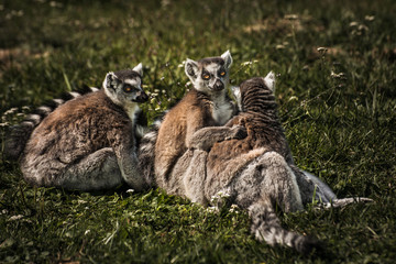 Ring-tailed lemurs playing on a meadow    A small group of ring-tailed lemurs are playing with each other on the deep green grass. © petertakacs