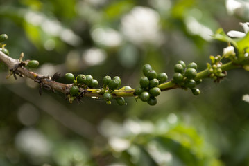 Young green Raw Coffee, branch Guatemala, organic cultivation. Coffea arábica Guatemala.