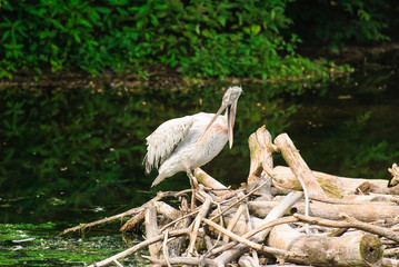 Obraz premium Dalmatian pelican (Pelecanus crispus)