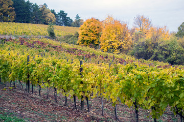 Landscape with autumn vineyards and organic grape on vine branches