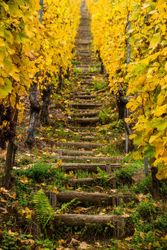 Wooden stairs in Alsace vineyards in autumn