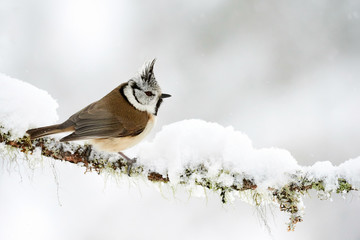 Crested tit in winter while it snows