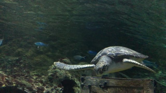 Hawksbill Marine sea Turtle sits on underwater sand