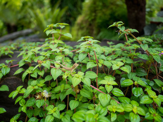 Hangeng and the tree in the garden at sunrise in the morning.