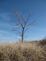 Naked Beach Tree Two
